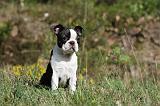 BOSTON TERRIER 185